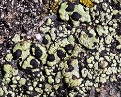 Rhizocarpon viridiatrum (Wulfen) Körber