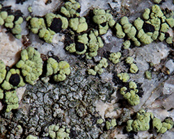 Rhizocarpon viridiatrum (Wulfen) Körber