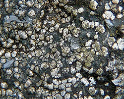 Rinodina aspersa (Borrer) J. R. Laudon subsp. aspersa