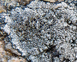 Rinodina atrocinerea (Hook.) Körb.