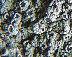 Rinodina beccariana Bagl.