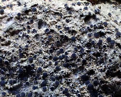Rinodina bischoffii (Hepp) A. Massal.
