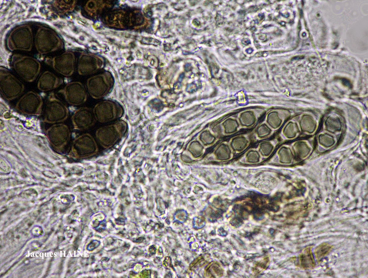 Rinodina capensis Hampe