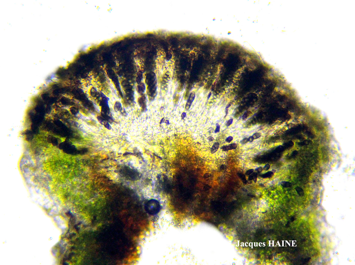 Rinodina capensis Hampe