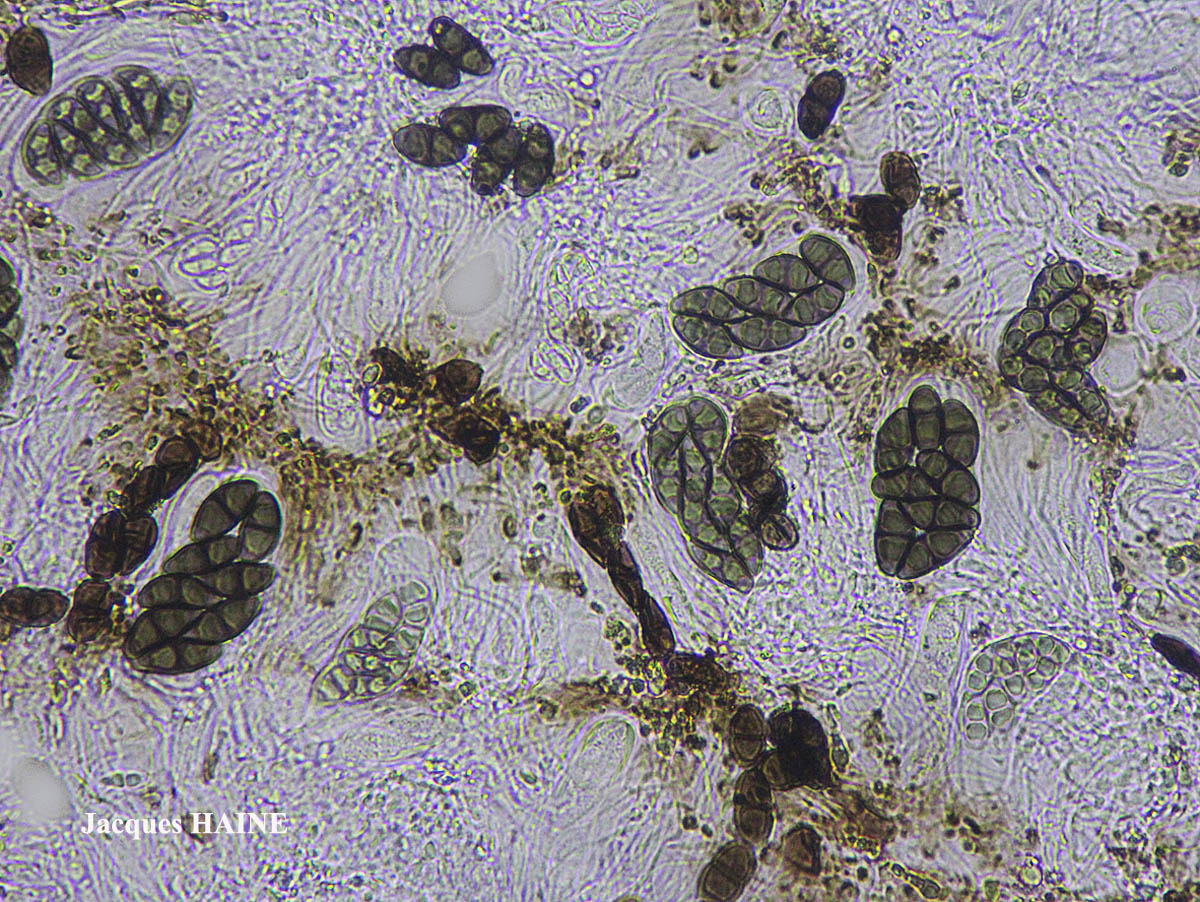 Rinodina capensis Hampe