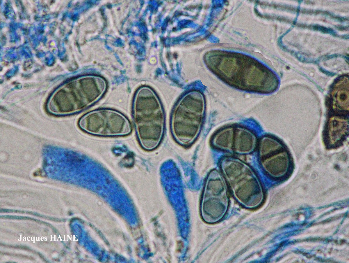 Rinodina capensis Hampe