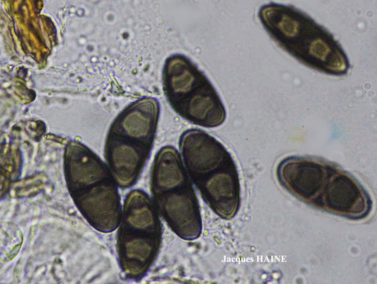 Rinodina capensis Hampe