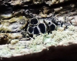 Rinodina capensis Hampe