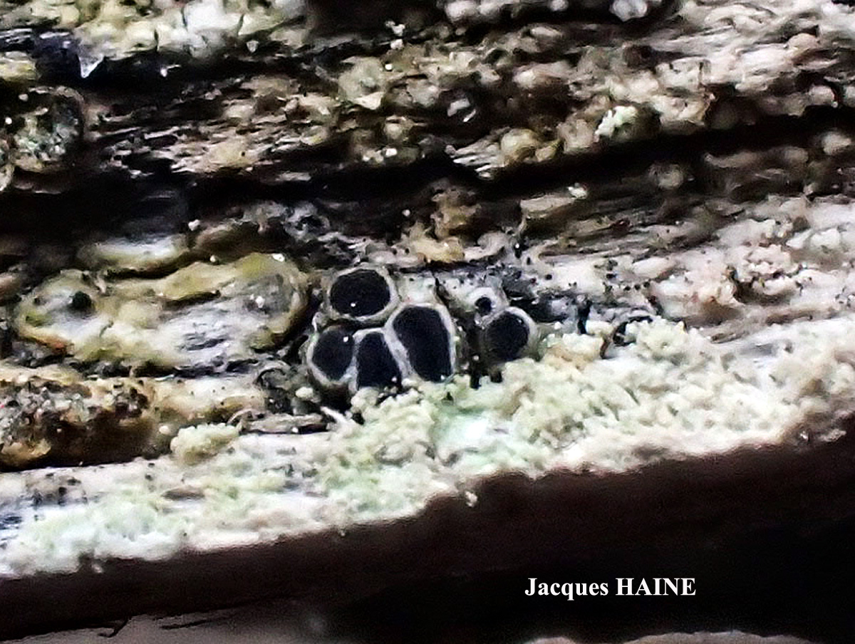 Rinodina capensis Hampe