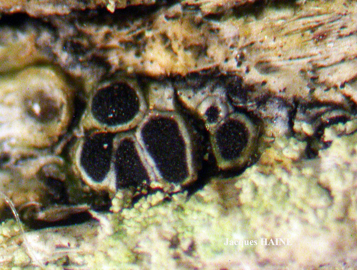 Rinodina capensis Hampe
