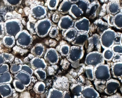 Rinodina confragosa (Ach.) Körb.