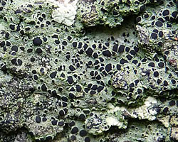 Rinodina roboris (Dufour ex Nyl.) Arnold var. roboris