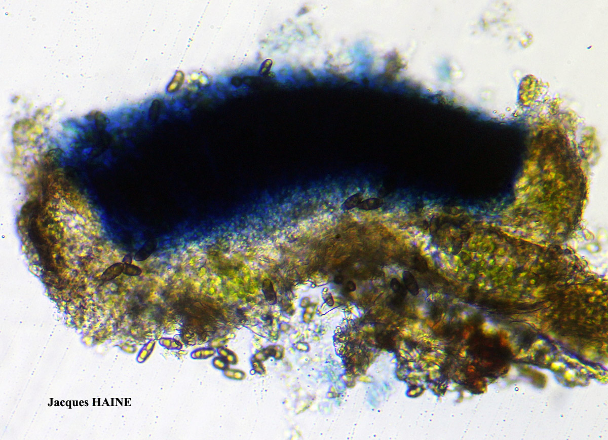 Rinodina sophodes (Ach.) Massal. ss. auct. brit. Cf.