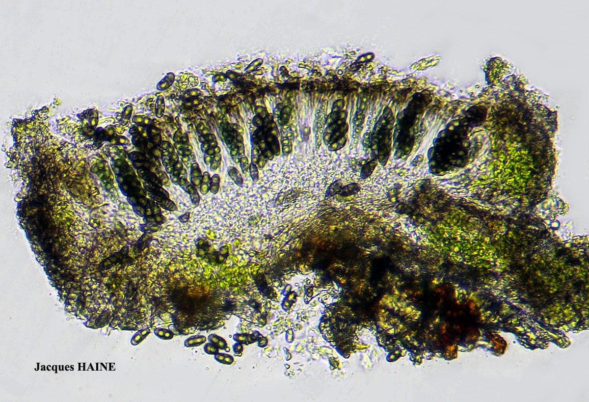 Rinodina sophodes (Ach.) Massal. ss. auct. brit. Cf.