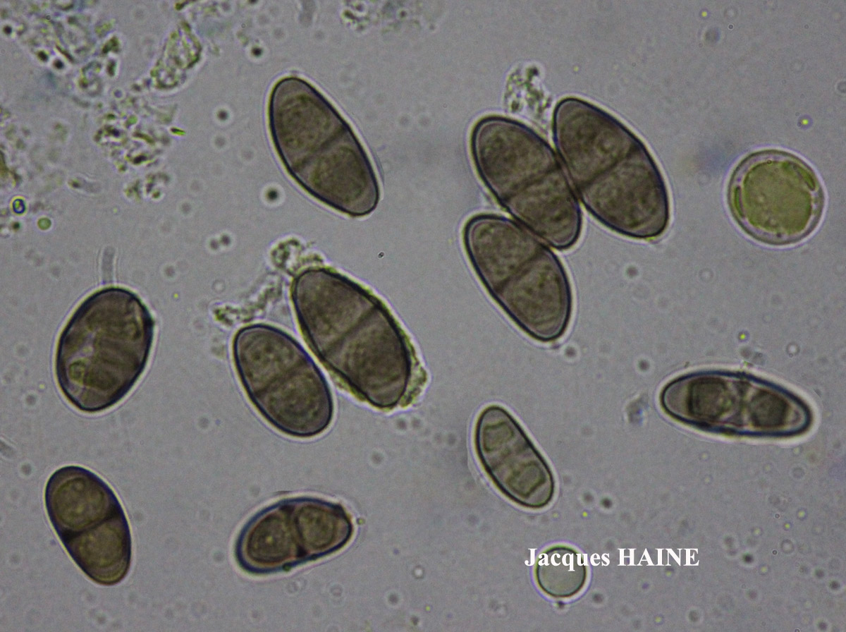 Rinodina sophodes (Ach.) Massal. ss. auct. brit. Cf.