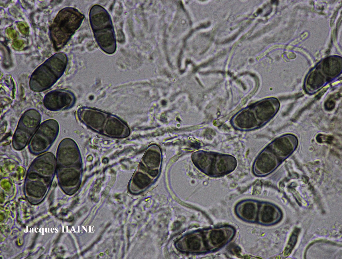 Rinodina sophodes (Ach.) Massal. ss. auct. brit. Cf.
