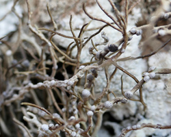 Roccella canariensis Darb. em. Vaino
= Roccella tinctoria forme fertile.