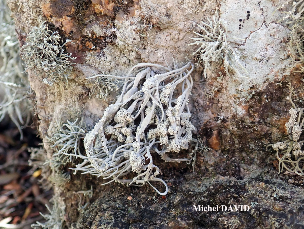 Roccella fuciformis Taxon méditerranéen