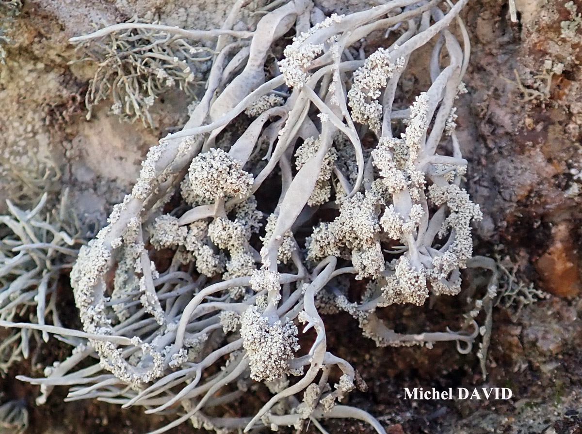 Roccella fuciformis Taxon méditerranéen