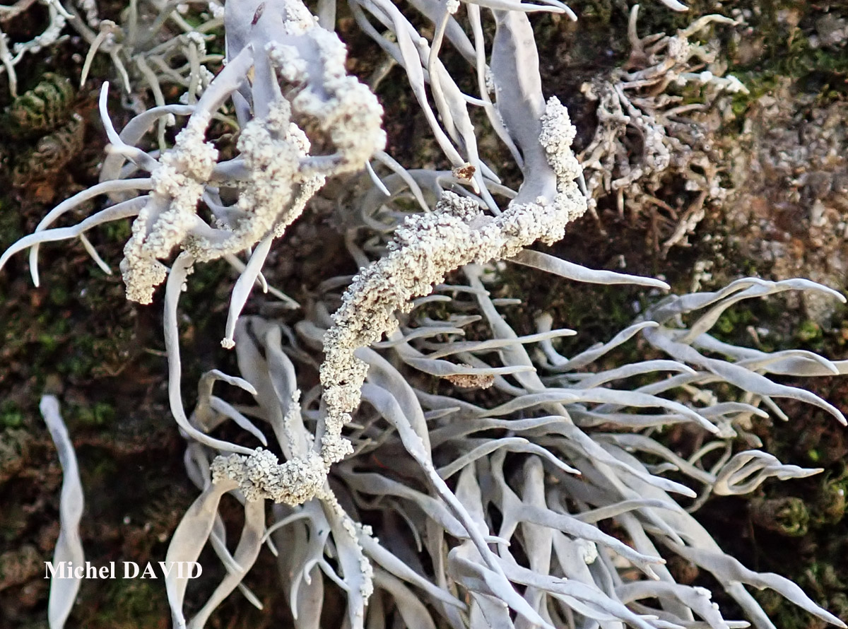 Roccella fuciformis Taxon méditerranéen