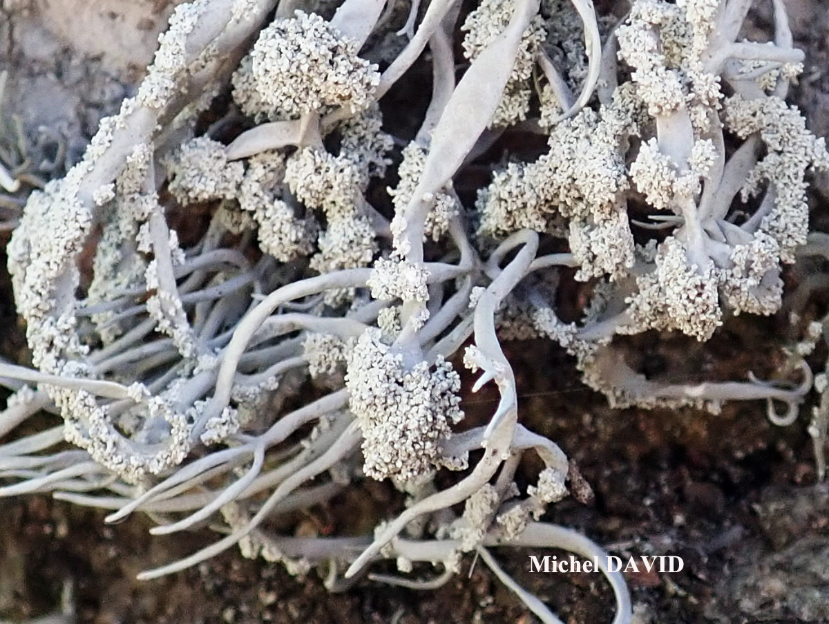 Roccella fuciformis Taxon méditerranéen