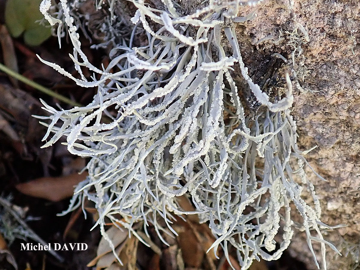 Roccella fuciformis Taxon méditerranéen
