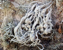 Roccella fuciformis Taxon méditerranéen