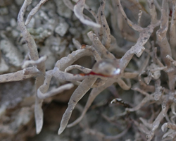 Roccella fuciformis écoforme cortex C+ rouge