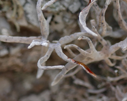 Roccella fuciformis écoforme cortex C+ rouge