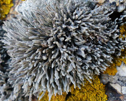 Roccella phycopsis Taxon de méditerranée