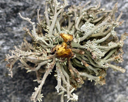 Roccella phycopsis DC forma