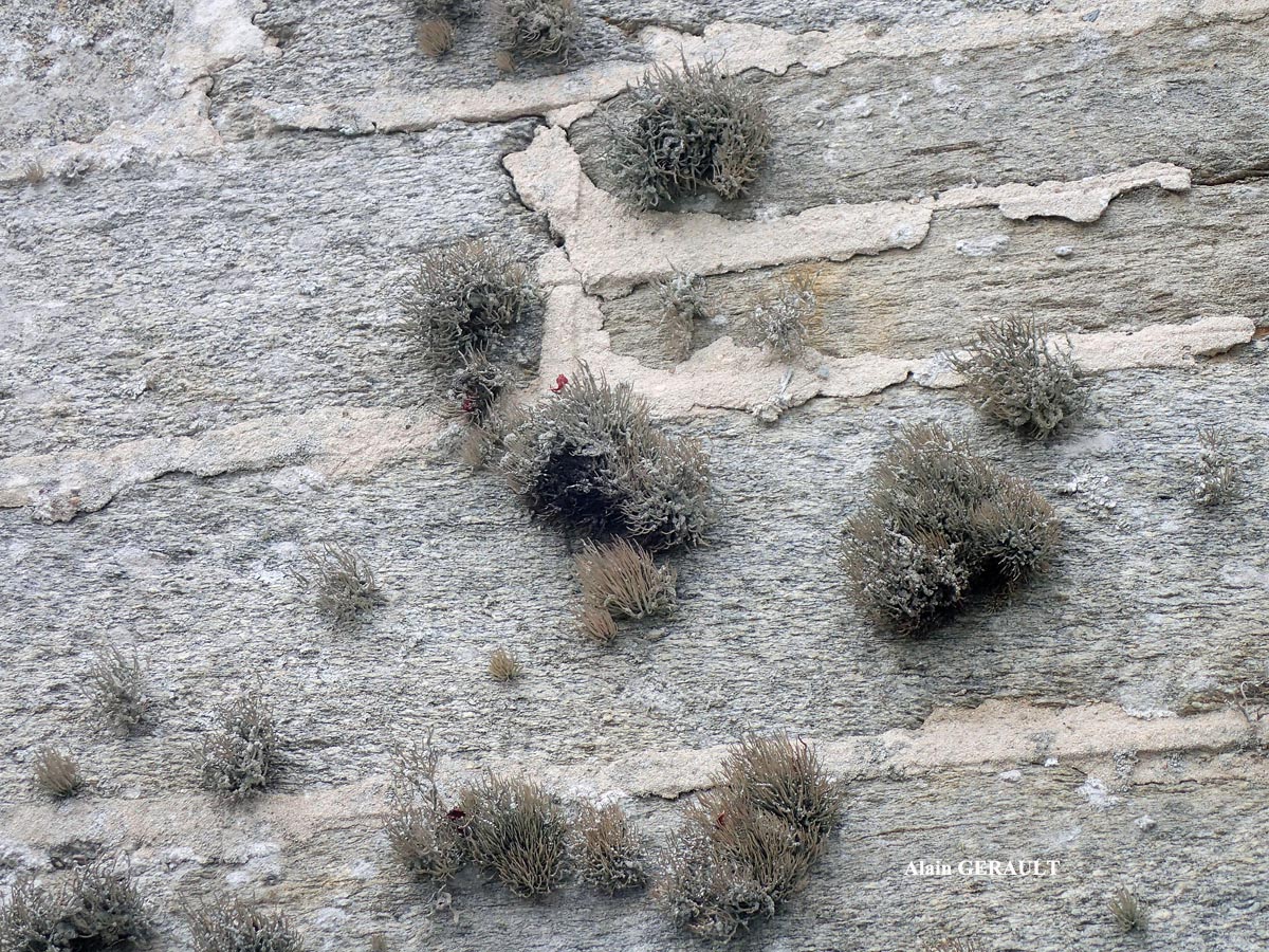 Roccella phycopsis forme des murs.