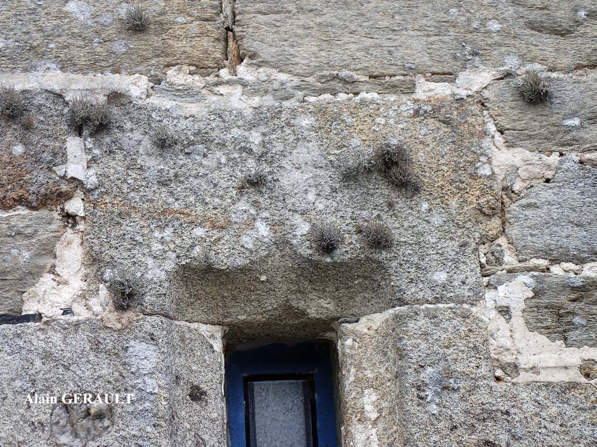 Roccella phycopsis forme des murs.