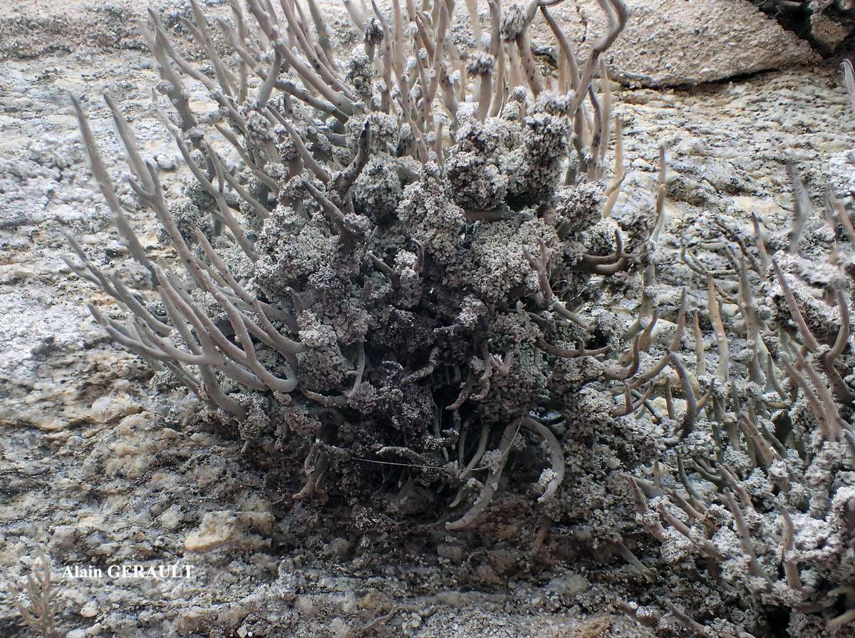 Roccella phycopsis forme des murs.