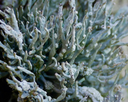 Roccella phycopsis forme corticole.