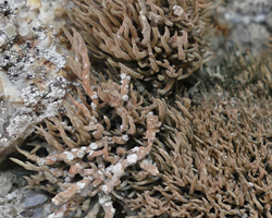 Roccella tinctoria DC Taxon Méditerranée-Corse