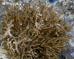 Roccella tinctoria DC Taxon de Macaronésie.