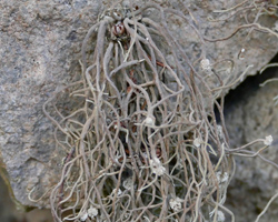 Roccella tuberculata Vain.