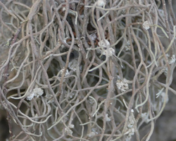 Roccella tuberculata Vain.