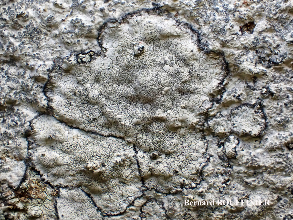 Roccellographa circumscripta forme sciaphile.
