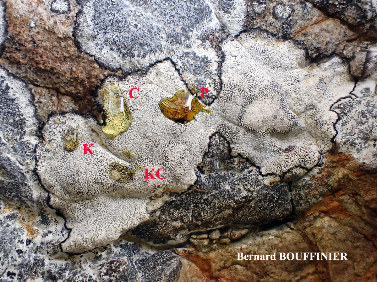 Roccellographa circumscripta forme sciaphile.