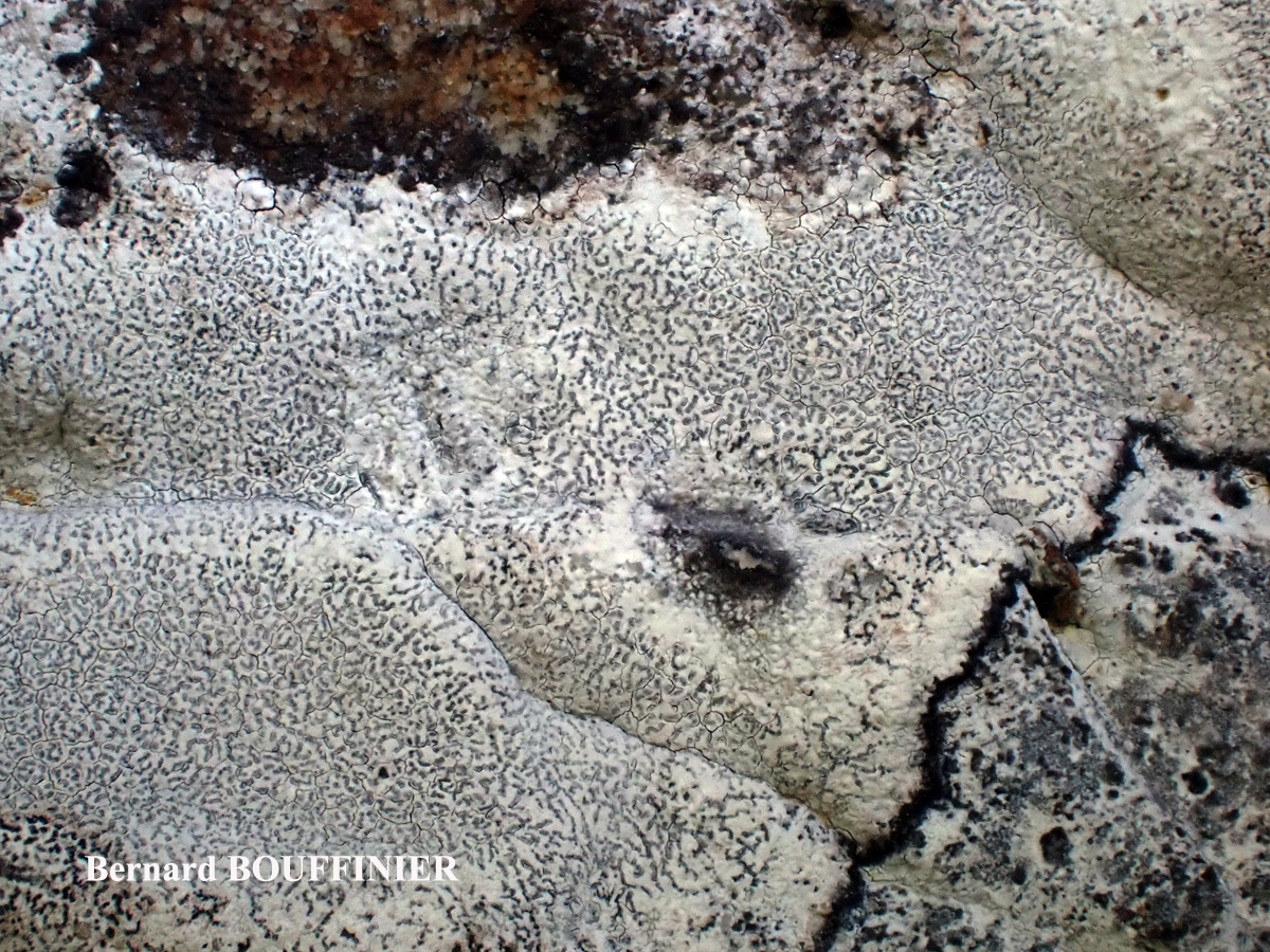 Roccellographa circumscripta forme sciaphile.