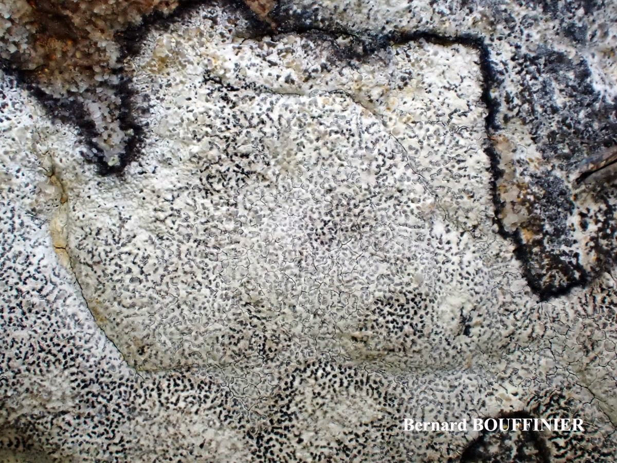 Roccellographa circumscripta forme sciaphile.
