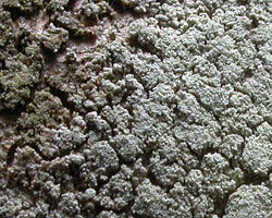 Ropalospora viridis (Tonsberg) Tonsberg