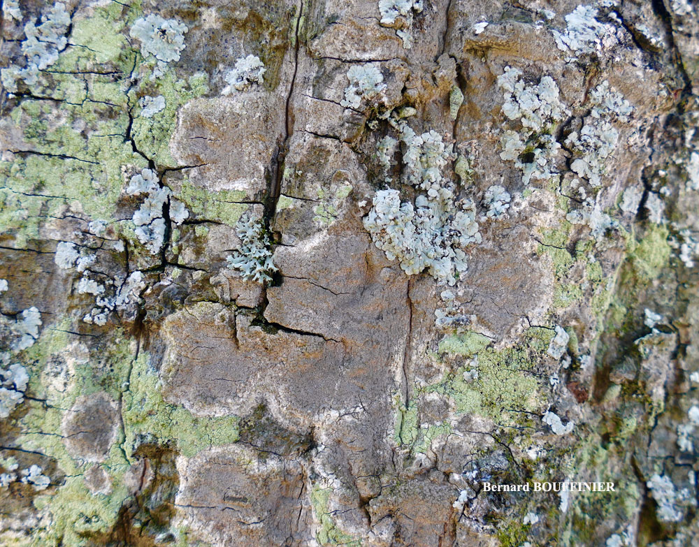 Dendrographa decolorans (Turner & Borrer ex Sm.) Ertz & Tehler
= Schismatomma decolorans (Turner & Borrer ex Sm.) Clauzade & Vezda
