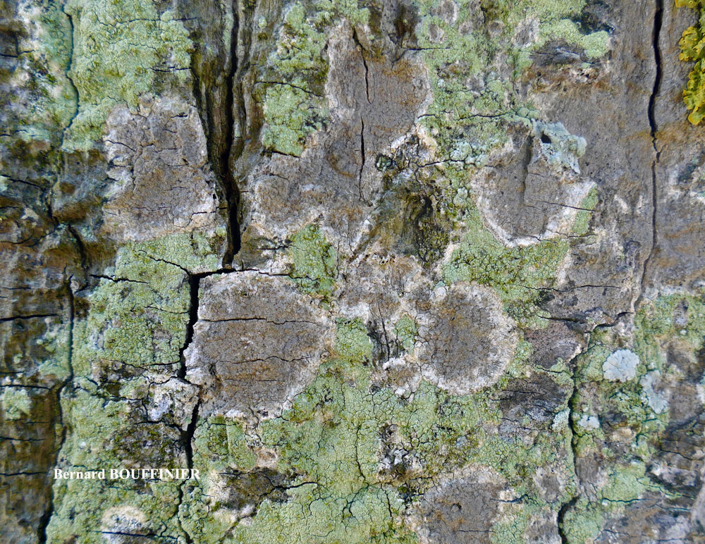 Dendrographa decolorans (Turner & Borrer ex Sm.) Ertz & Tehler
= Schismatomma decolorans (Turner & Borrer ex Sm.) Clauzade & Vezda