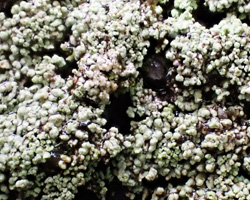 Solenopsora vulturiensis forme stérile.