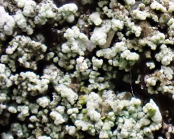 Solenopsora vulturiensis forme stérile.