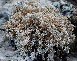 Sphaerophorus globosus (Huds.) Vain.
