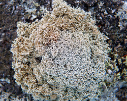 Sphaerophorus globosus (Huds.) Vain. forme en coussinet.